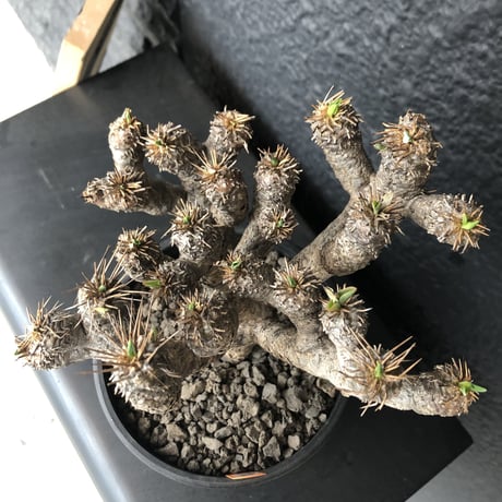 euphorbia    guillauminiana《L  size》