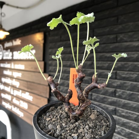 pelargonium  mirabile《大きめS size》※現地球店主国内管理4年株※愛おしく堪らないと感じる冬型の人気者※mad black pot植え
