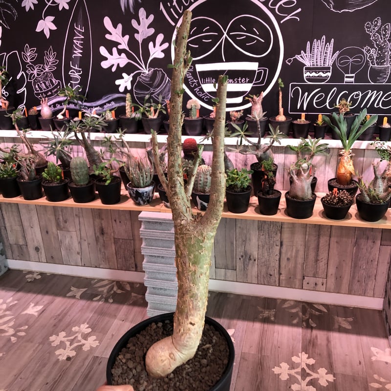 【発根済】セサモタムナス ブッセアヌス　現地球 isla del pescado - Sesamothamnus busseanus-セサモタムナス