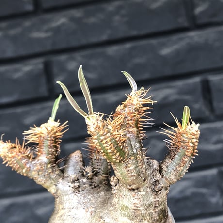 pachypodium  gracilius《小さめM size》希少二頭枝株※現地球発根後店主国内管理2年株※ツル肌ぼってり樹形のかわいい一株※mad black pot植え