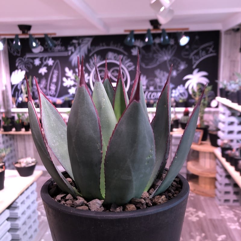agave blue ember《M size》 | plants holic 