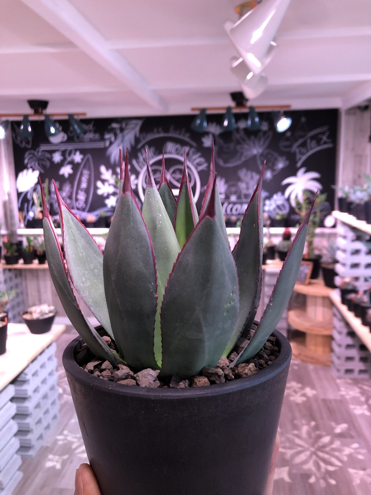 agave blue ember《M size》 | plants holic 