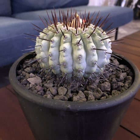 copiapoa   cinerea  var.columna-alba《M size》 現地球発根済み株  ※店主管理9年株 ※激推し株‼︎白さ際立つ孤竜丸※ mad black  pot植え