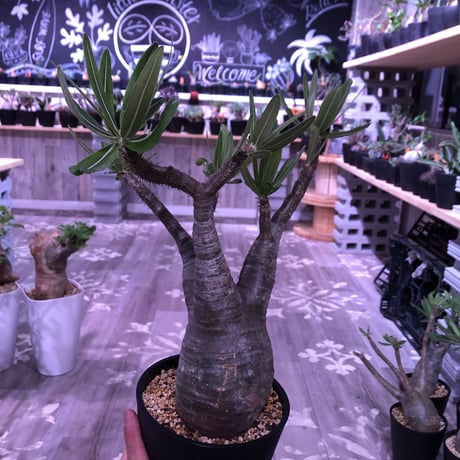 packypodium  gracilius《L size》 ※現地球株  発根済み株‼︎  （限定８株）