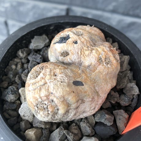 pachypodium  brevicaule恵比寿笑い《大きめS size》※現地球発根後店主国内管理2年株※赤肌激かわサイズでもwildで堪らない‼︎※mad black pot植え