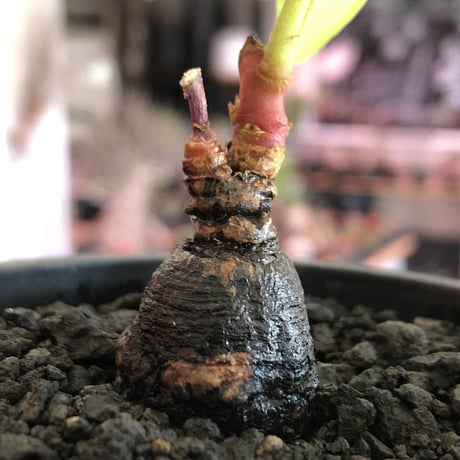 monadenium discoideum《M size 》※現地球発根後店主国内管理2年株※激希少種‼︎ツルツルブラック肌&葉とのcontrastも美しすぎる一株※mad black pot植え