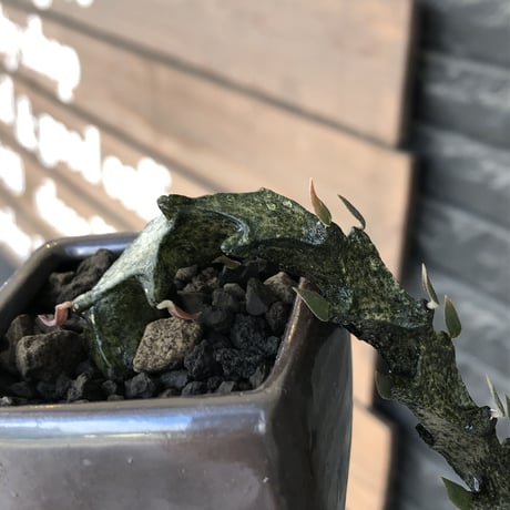 ceropegia bosseri《 M size》※現地球発根後店主国内管理1年株※暗黒のmad感ある黒肌が他に類を見ないカッコいい装い※陶器鉢植え