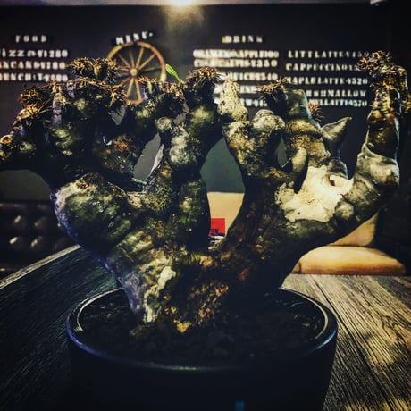 packypodium brevicalyx《L  size》※発根済み株 ※ interior性&鑑賞価値抜群の芸術的驚愕monster株‼︎　※mad  black bowl pot植え