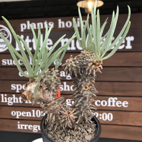 tylecodon  wallichii  和名＝奇峰錦《大きめM size》※現地球発根後店主管理5年株※美しく大きめで低重心良樹形な一株※ mad black pot植え