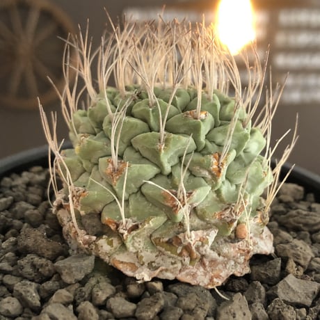 strombocactus 白棘菊水《M size》激希少‼︎現地球発根後店主国内管理13年株※味深さ&美しい樹形balanceな堪らない装い※mad black bowl pot植え
