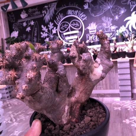 packypodium brevicalyx《L  size》※発根済み株 ※ interior性&鑑賞価値抜群の芸術的驚愕monster株‼︎　※mad  black bowl pot植え