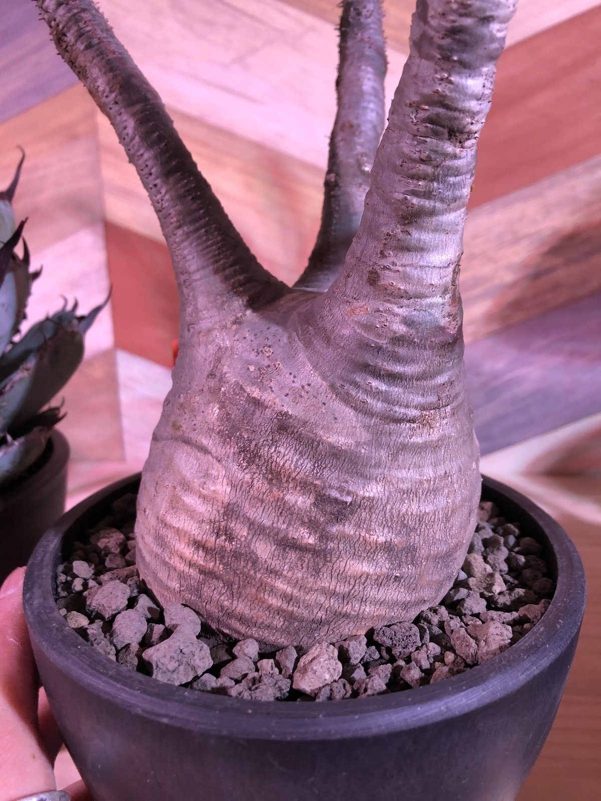 pachypodium gracilius《L size》※現地球株発根済み株‼︎ （限定