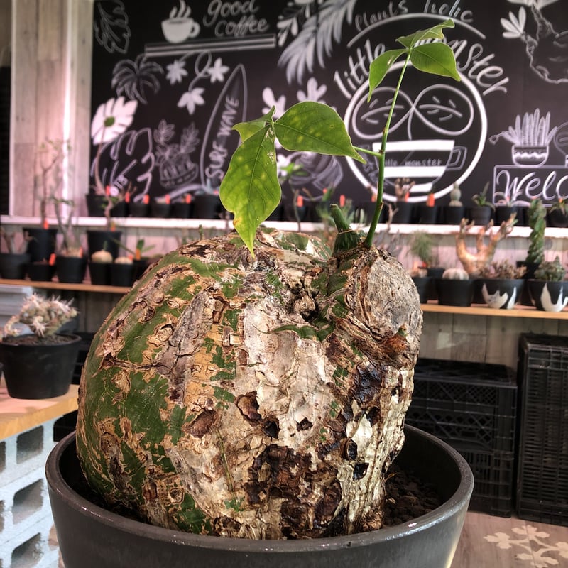 ボンバックス 塊根 大株 pseudobombax elipticum《XL size》※現地球発根済株※bigで丸い最