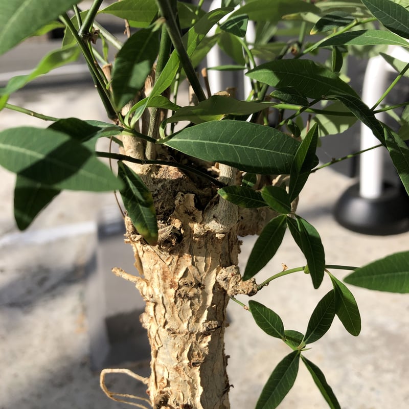 euphorbia mahabobokensis《L size》驚愕激希少種※マダガスカ