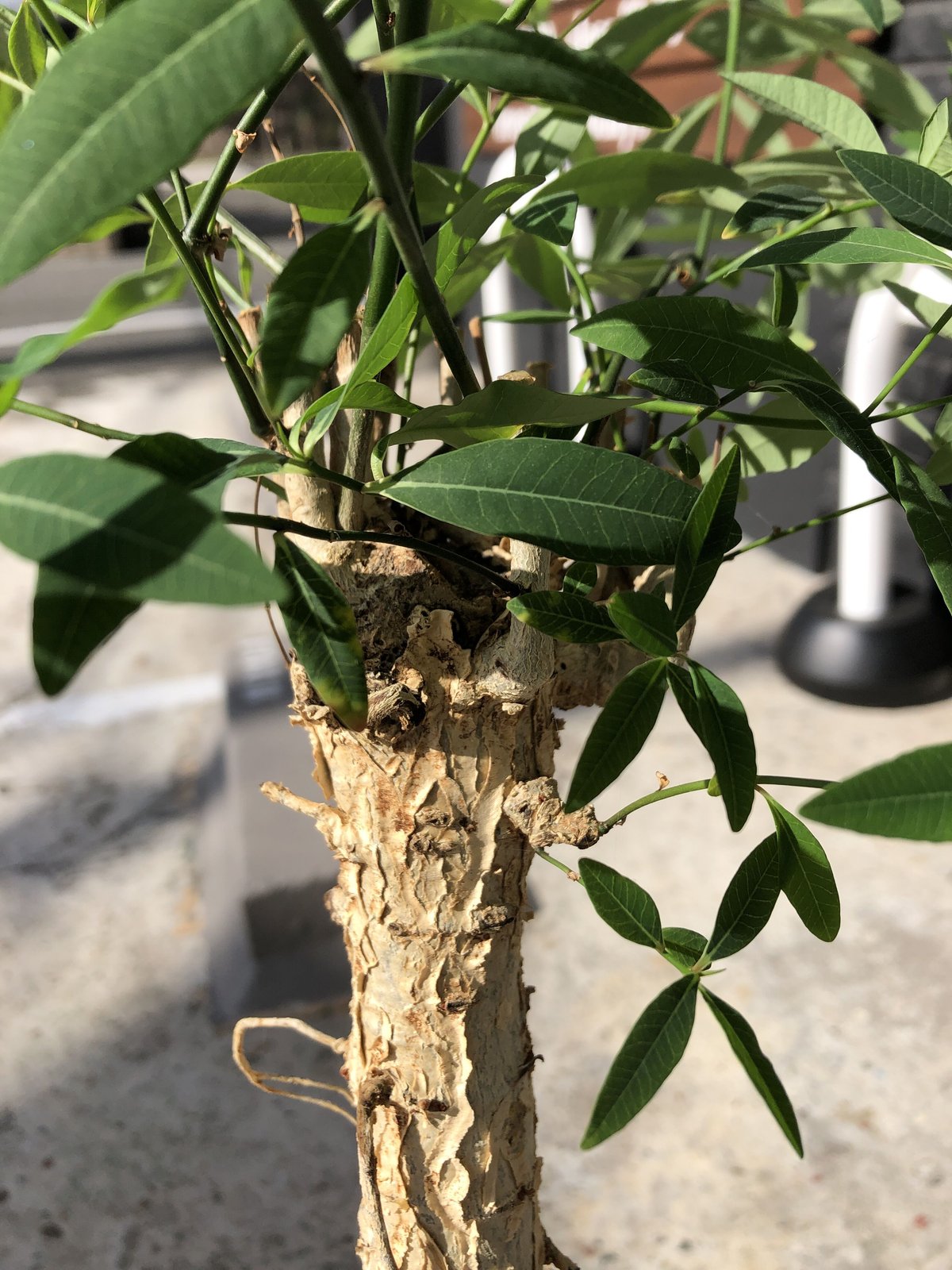 euphorbia mahabobokensis《L size》驚愕激希少種※マダガスカ