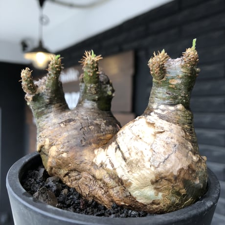 pachypodium gracilius《大きめS size》希少green肌&まん丸W-he'd株※現地球発根後店主国内管理3年株※愛くるしい球体&B面現地焼け※mad black pot植え