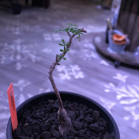 opercullicarya   packypus  littmon  seed🌱 《実生3年半株》※mad black pot入り