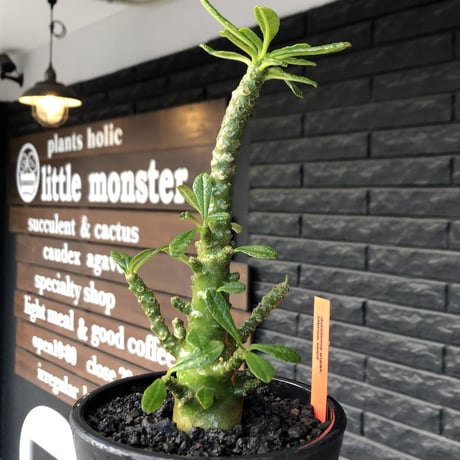 希少‼︎dorstenia gigas《小さめL  size》littmon  seed🌱9年株※極太ぼってり株元に良枝振りなリトモン渾身の一株※mad black pot植え