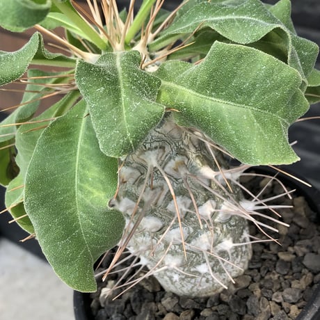 pachypodium namaquanum 光堂《大きめL size》littmon seed🌱※中々見かけないはずのサイズ感と美しい極白肌が堪らない一株※mad black pot植え