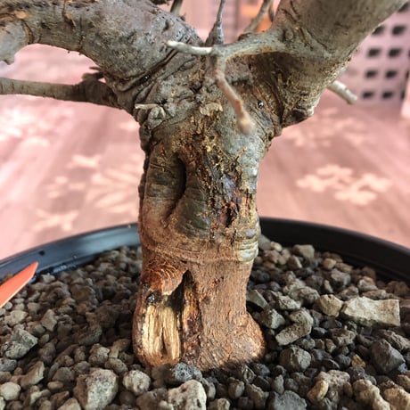 boswellia  neglecta《M size》発根済み株    浅鉢植え　大変渋さを主張したlow仕立て‼︎