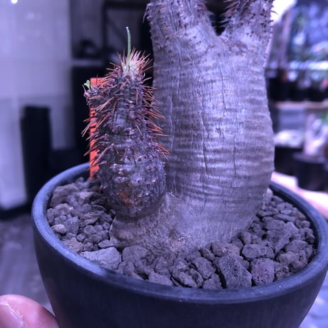 packypodium  gracilius《大きめS  size》W-he'd株※現地球発根済み株‼︎※ぼってり樹形の上、二分頭balance良きグラキ※mad black bowl pot植え