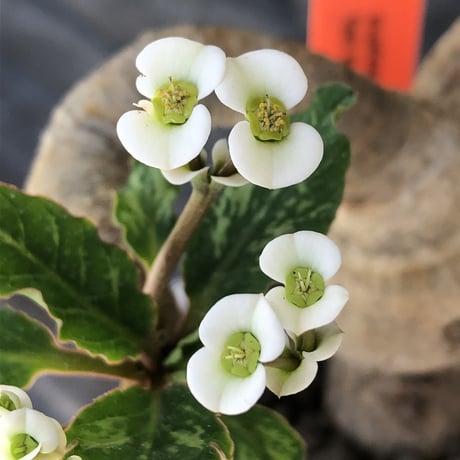 euphorbia  fishbone《 M size》※現地球発根済株※発根後店主国内管理3年株※激希少‼︎今や流通少なきフィッシュボーン‼︎※陶器鉢植え