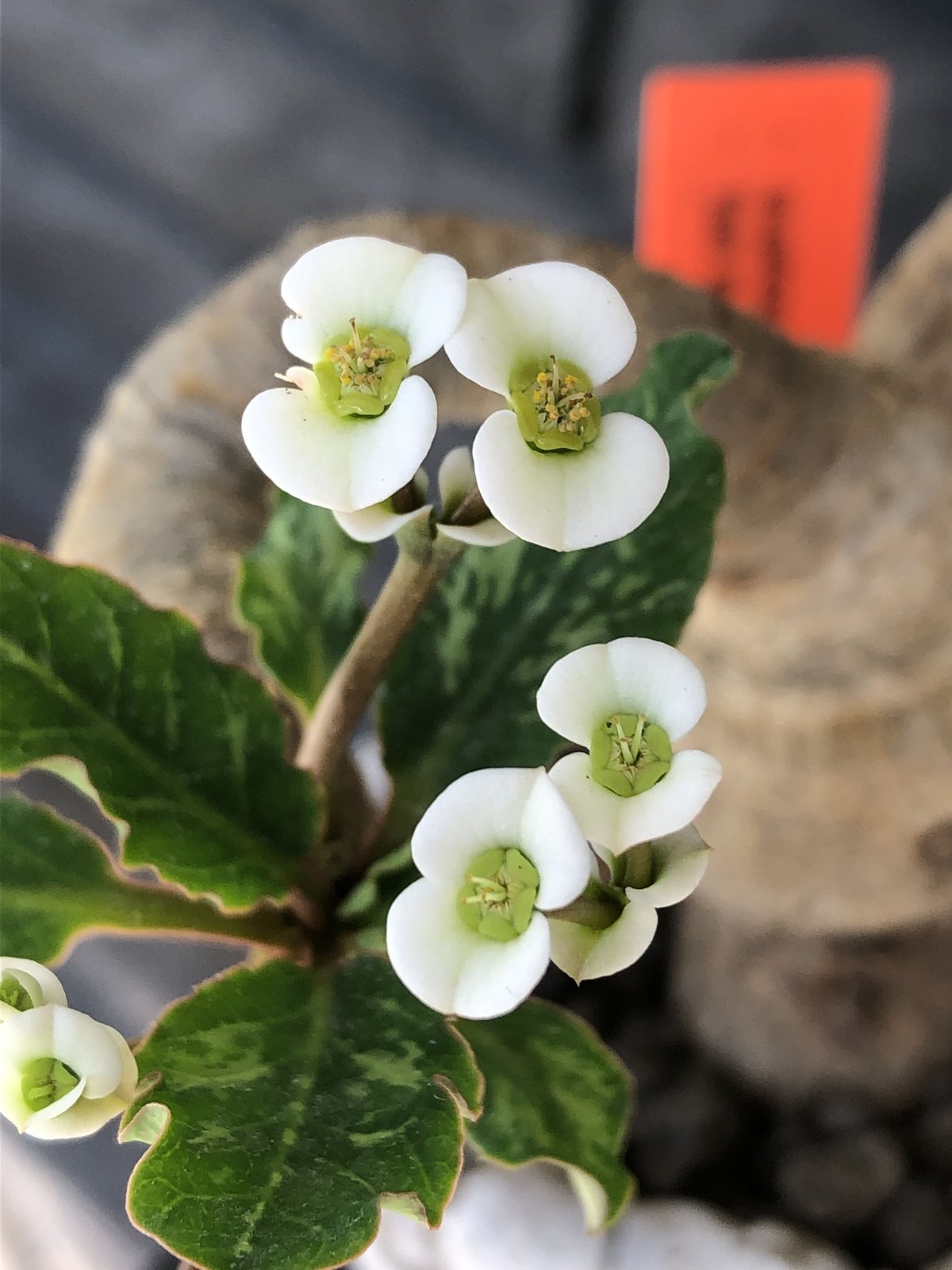 euphorbia fishbone《 M size》※現地球発根済株※発根後店主国内