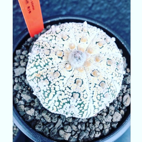 astrophytum asterias var.ミラクル兜《L size》大変大きめ且つ極白肌が堪らない‼︎希少兜※店主国内管理７年株  ※mad black pot植え