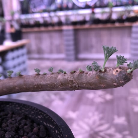 sarcocaulon   multifidum《L size》※ピンクの花も葉も可愛い人気者  ※mad  black  pot植え