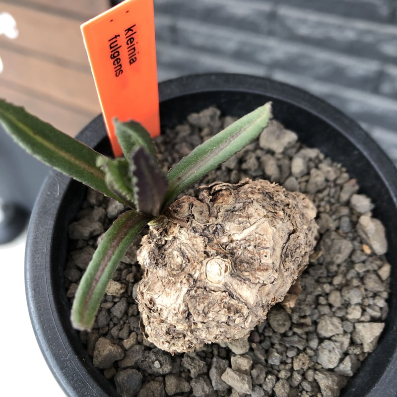 その他観葉植物 BEBE 土を使わない観葉植物】テーブルプランツ キューブ (Table
