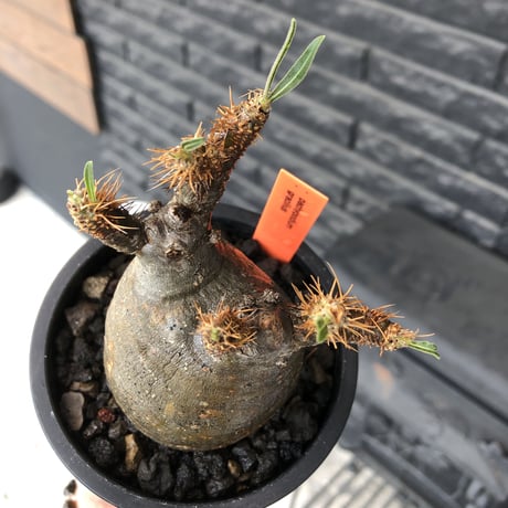 pachypodium  gracilius《小さめM size》希少二頭枝株※現地球発根後店主国内管理2年株※ツル肌ぼってり樹形のかわいい一株※mad black pot植え