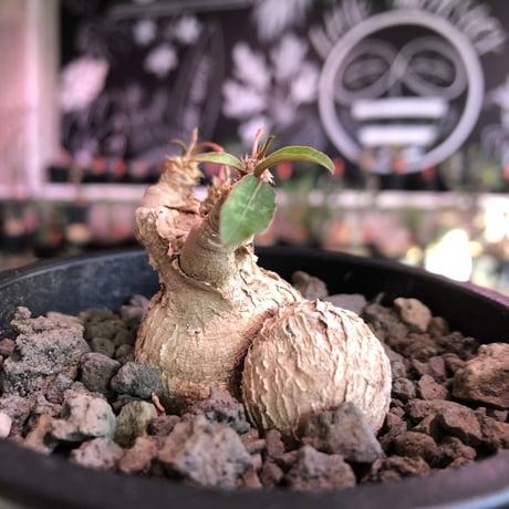 euphorbia cremersii《 L size》W-he'd株※可愛すぎるぽっこり塊根&葉の表裏がcolor違いのcontrast‼︎mad質で渋カッコ良い一株※mad black pot植え