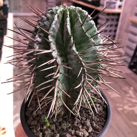 euphorbia  horrida《M size》※下部の木質化がど渋い子吹き株‼︎荒いトゲトゲがらしさ全開‼︎※mad black pot植え