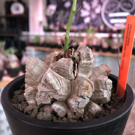 dioscorea elephantipes アフリカ亀甲竜《M size》※今後輸入が厳しい南アフリカ物‼︎現地球らしい彫深き立体樹形で良きサイズ※mad black pot植え※冬型種※限定2株