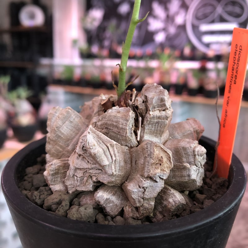 dioscorea elephantipes アフリカ亀甲竜《M size》※今後輸入が