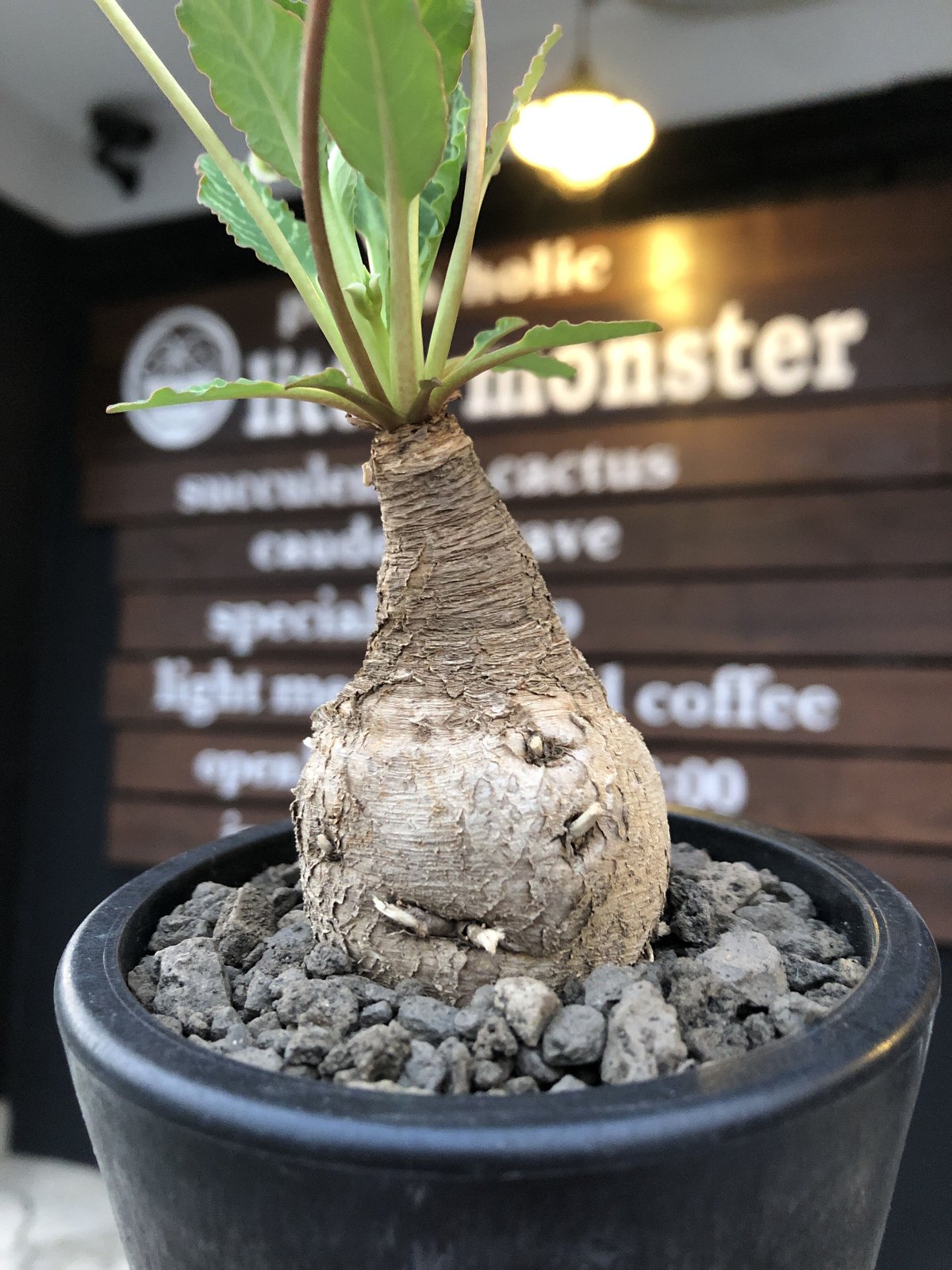葡萄瑪瑙・12・75g(インドネシア産鉱物標本) 【公式通販】 葡萄瑪瑙・12・75g(インドネシア産鉱物標本) 【公式通販】