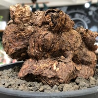 pelargonium triste《XL size》※現地球株発根済※とびきり巨岩のトリス