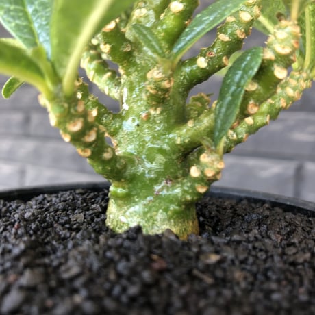 希少‼︎dorstenia   gigas《大きめM size》littmon  seed🌱7年株※極ぼってり株元に半端ない枝振りなリトモン渾身の一株※mad black bowl pot植え