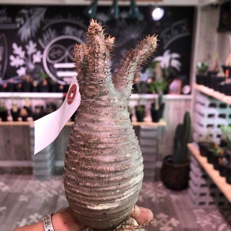 packypodium    gracilius《S size》輸入まもないまん丸新鮮株🌵vo①  限定15株