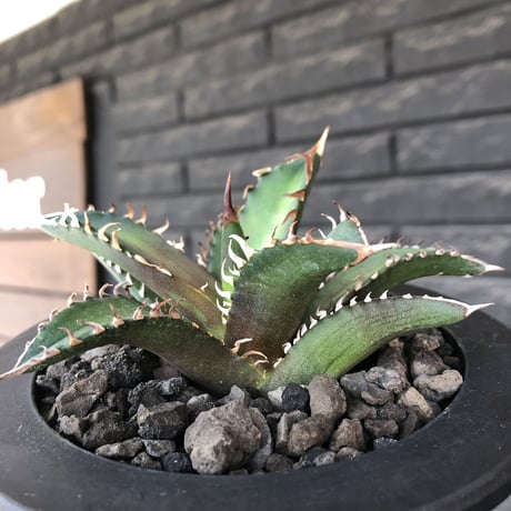 agave titanota redcatweezle 《小さめM size》※現地球発根後店主国内管理1年株※締まりも良くbalanceの取れた赤猫※mad black bowl pot植え