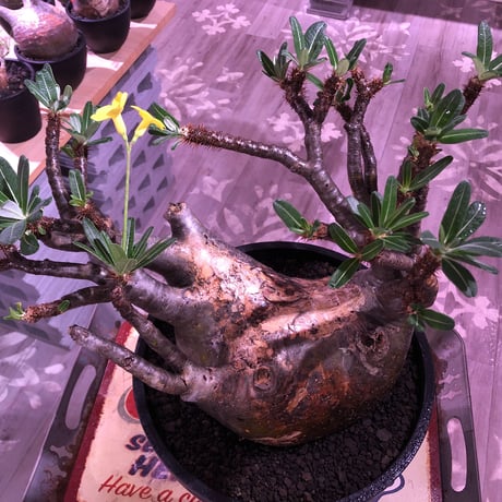 packypodium  gracilius《XL size》大株※現地球発根後店主国内管理7年株※大変big且つ激枝振り＆現地焼けbody※mad black bowl pot植え