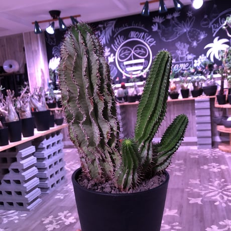 euphorbia    horrida《4分頭ホリダ》再入荷お知らせ通知分
