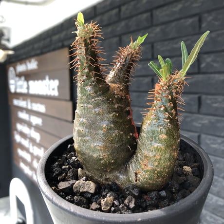 pachypodium  gracilius《M size》希少‼︎ニ頭枝w-he'd＆極green肌株※現地球発根後店主国内管理2年株※極green肌良樹形双頭株※mad black pot植え