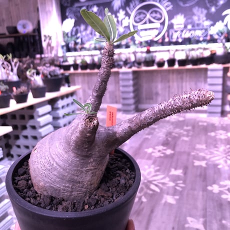packypodium  gracilius《大きめM size》※現地球発根済み株‼︎ ※短枝で大きなでっぷりトトロ体型が愛くるしいグラキ※mad black pot植え