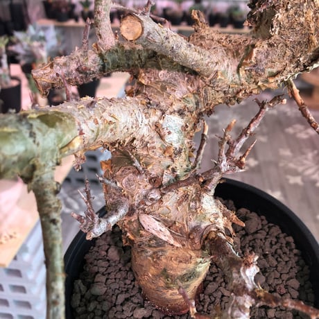 commiphora   humbertii《 L size》※発根済み株  男前な佇まい