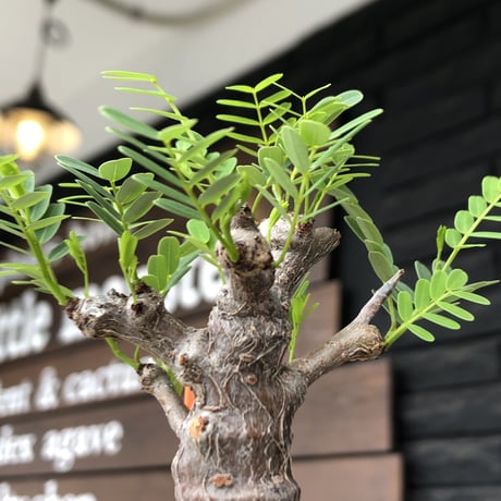 senna  meridionalis《 M size》※現地球発根後店主国内管理3年株※大変幹の色が濃く特化した肌質のセンナ‼︎強剪定繰り返した上品仕立て‼︎※mad black pot植え