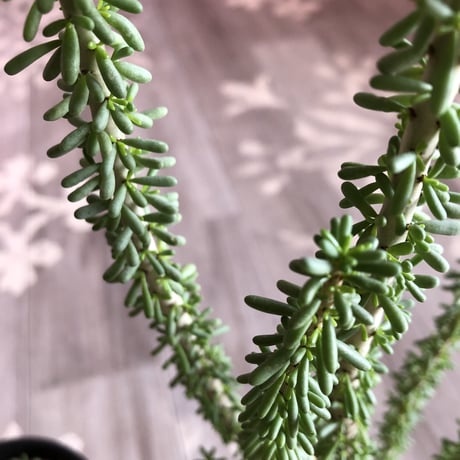 ceraria   namaquensis《L size》