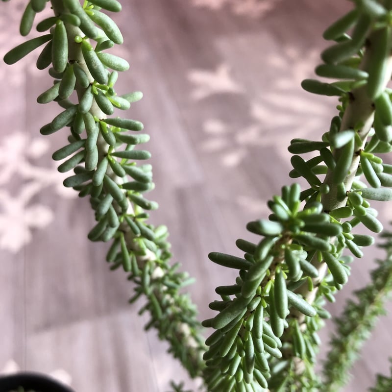 hiro　ケラリア　ナマクエンシス namaquensis | STORES