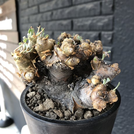 othonna  euphorbioides《L size》black肌※現地球発根後店主国内管理5年株※極太低重心&ボコボコ半端なき枝振りが堪らない良樹形※mad black pot植え