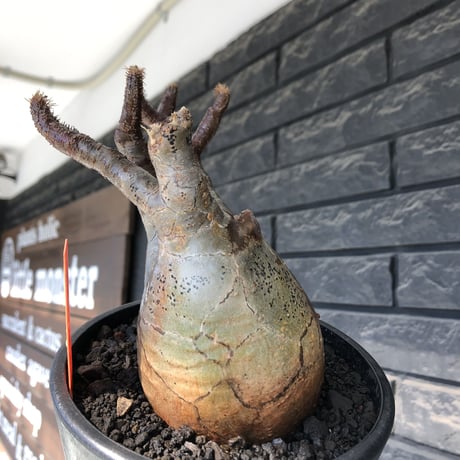 pachypodium gracilius《小さめ L size》※一部極赤肌&低重心株※現地球発根後店主国内管理4年株※班模様みたく赤肌とぼってり樹形が堪らない※mad black pot植え